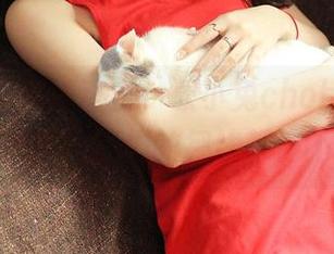 青豆客 - 高清直击，歆小兔chobits的美腿作品集，我们的视线都停不下来